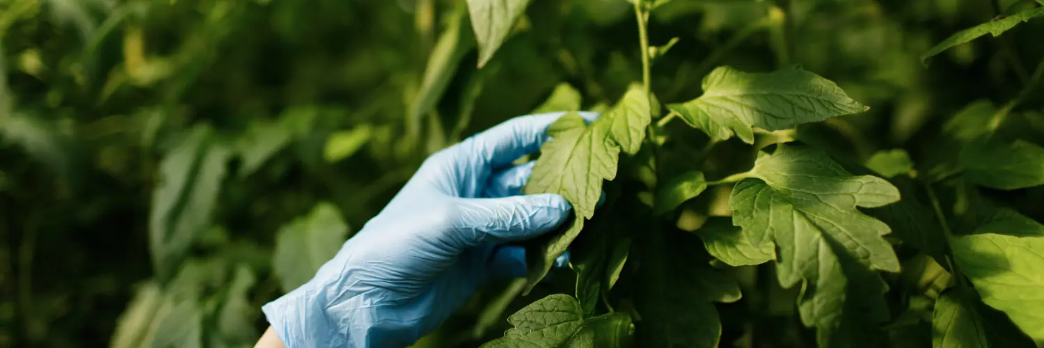 Nitrogênio na agricultura: potencializa a produção de alimentos